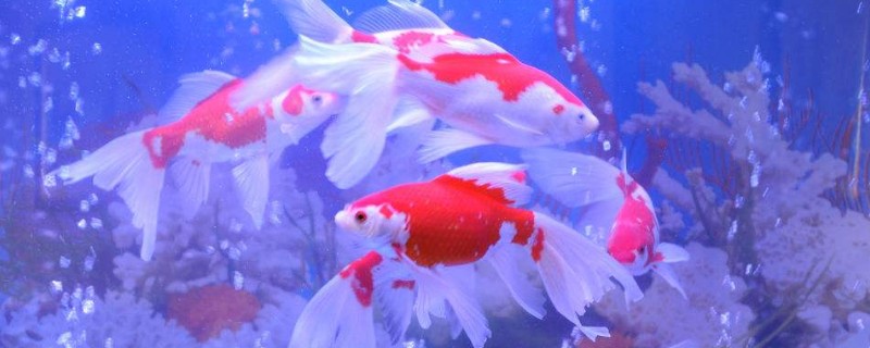 金魚的飼養(yǎng)方法