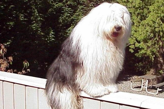 古牧犬優(yōu)缺點(diǎn)