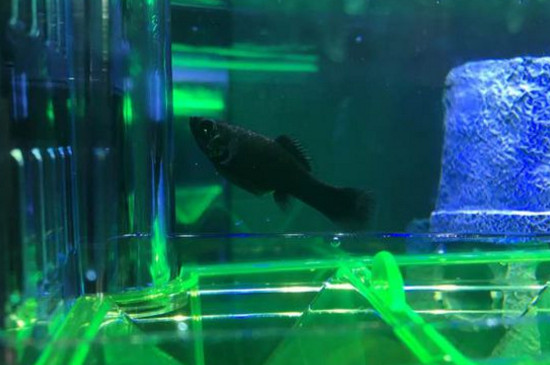 黑瑪麗魚為什么攻擊魚
