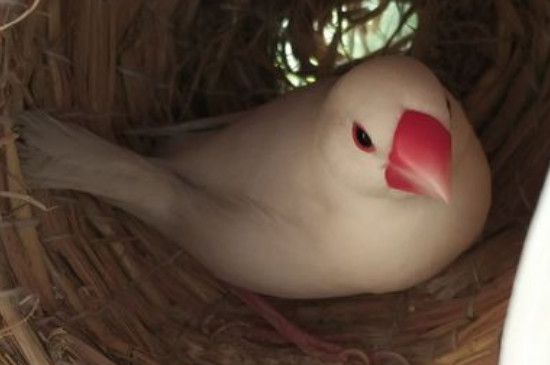 文鳥臭不臭