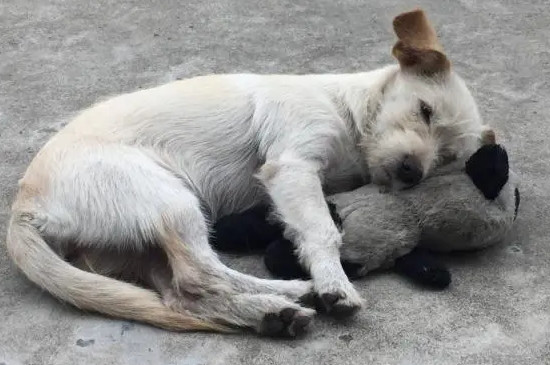 狗狗歪頭是什么意思?