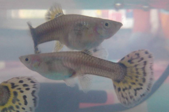 孔雀魚下崽為啥還分批