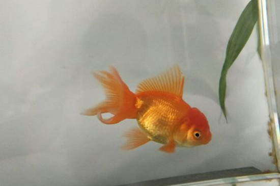 小金魚多久喂一次