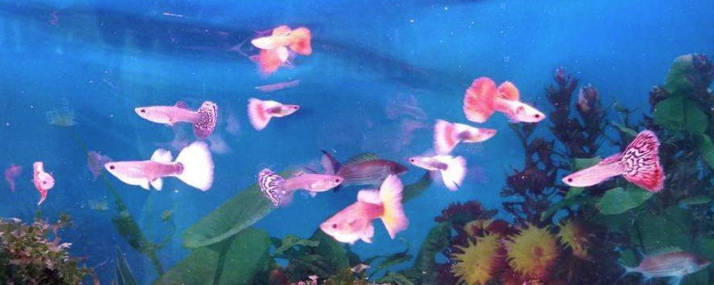 孔雀魚能長期吃豐年蝦嗎