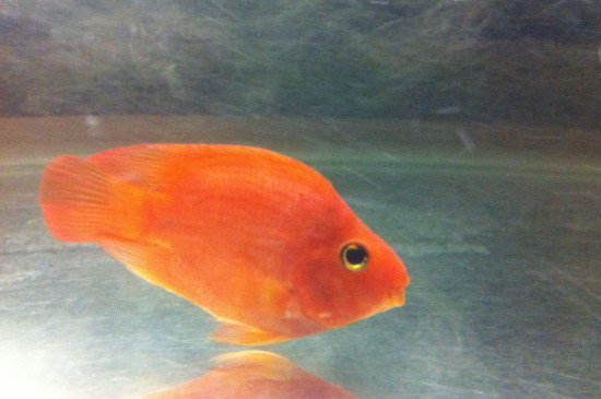 鸚鵡魚會產(chǎn)卵嗎