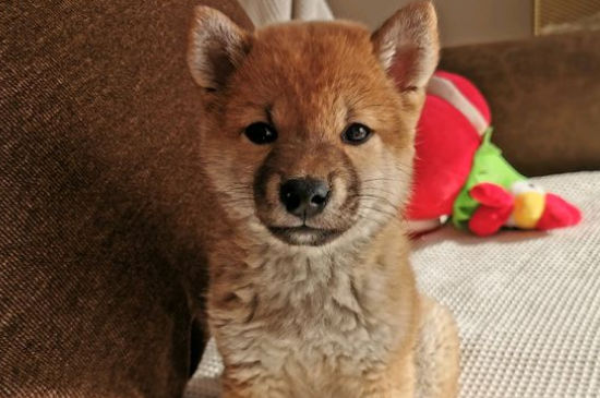柴犬幾個月認主人