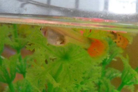 孔雀魚(yú)繁殖時(shí)間多長(zhǎng)