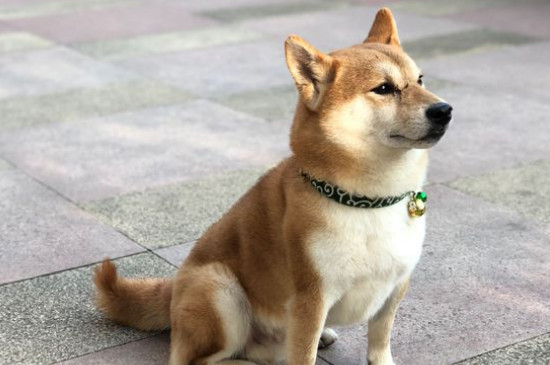 日本豆柴犬價格一般多少錢，純種價錢至少需要10000元