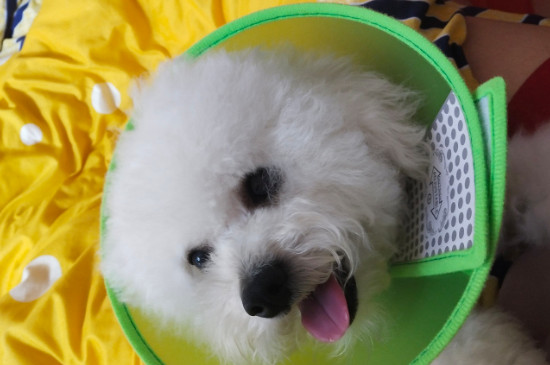 比熊懷孕癥狀