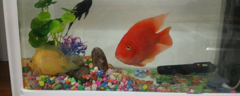 怎樣能讓鸚鵡魚不打架，防止鸚鵡魚打架的辦法