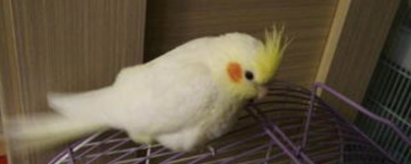 玄鳳鸚鵡只認(rèn)一個(gè)主人嗎