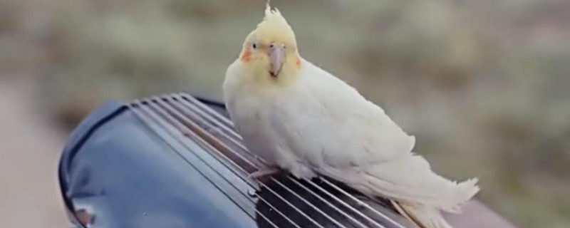 玄鳳鸚鵡第一次換羽是幾個月