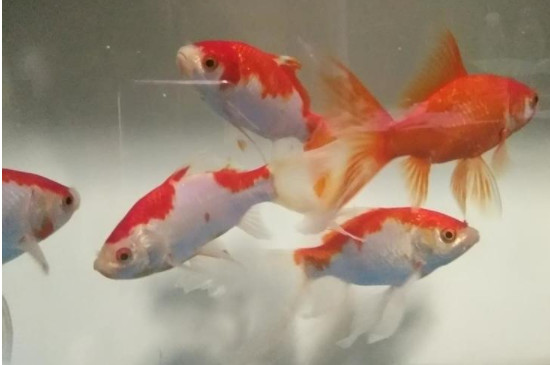 錦鯉會(huì)自己繁殖小魚嗎