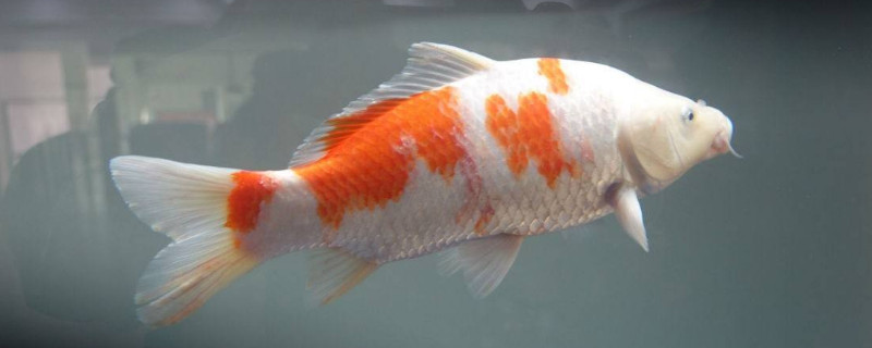 錦鯉魚怎么養(yǎng)