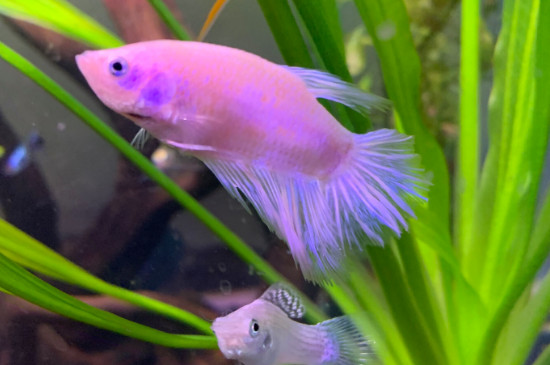 斗魚怎么養(yǎng)一對
