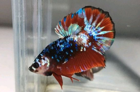 家里養(yǎng)什么魚好