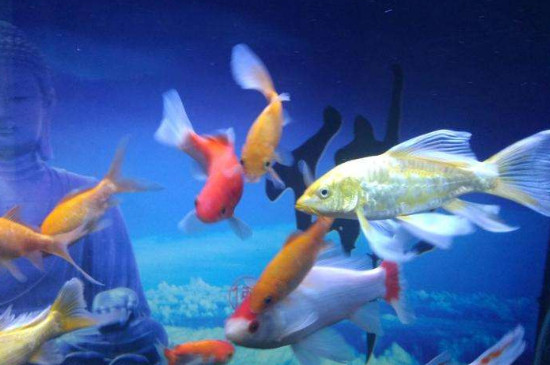 草金魚和錦鯉一起養(yǎng)嗎