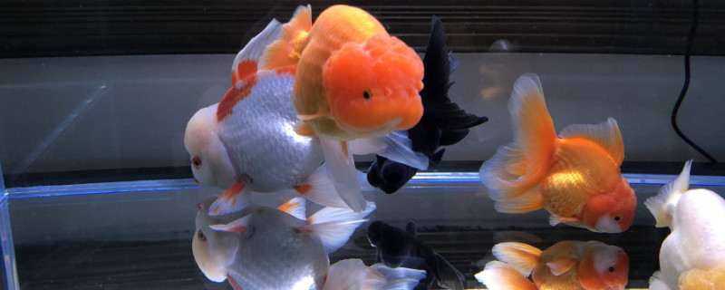 金魚怎么養(yǎng)才能活，怎樣才能讓金魚活得更久