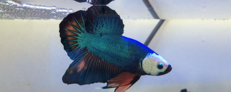 斗魚失漂以后怎么處理