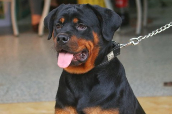 羅威納犬性格怎樣，羅威納各階段的性格