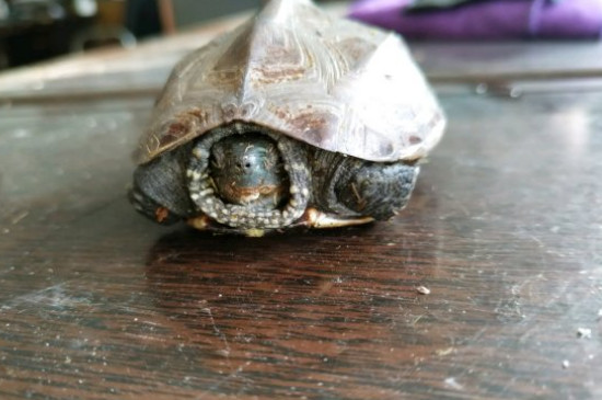 可以2只墨龜一起養(yǎng)嗎