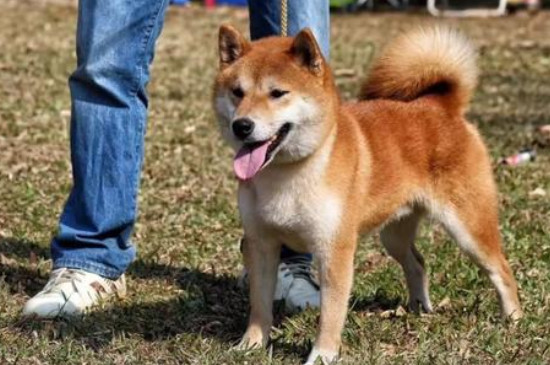 柴犬能長多大