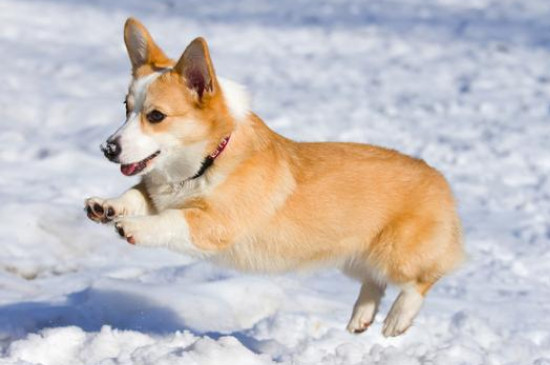 柯基屬于什么型犬?