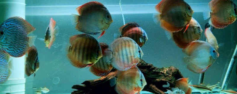 七彩神仙魚(yú)發(fā)黑怎么辦