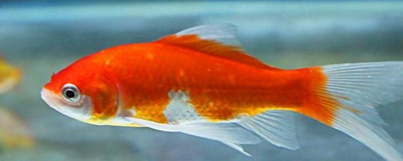 金魚(yú)是睜著眼睛睡覺(jué)的嗎為什么