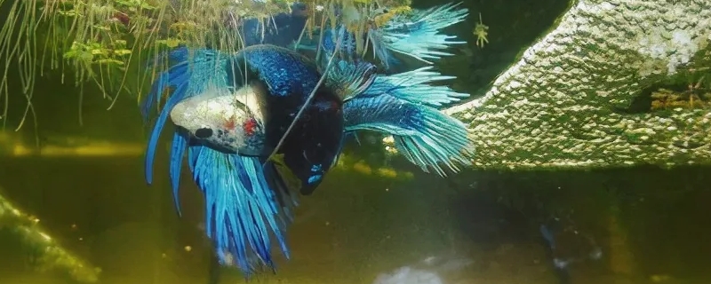 斗魚多久換一次水