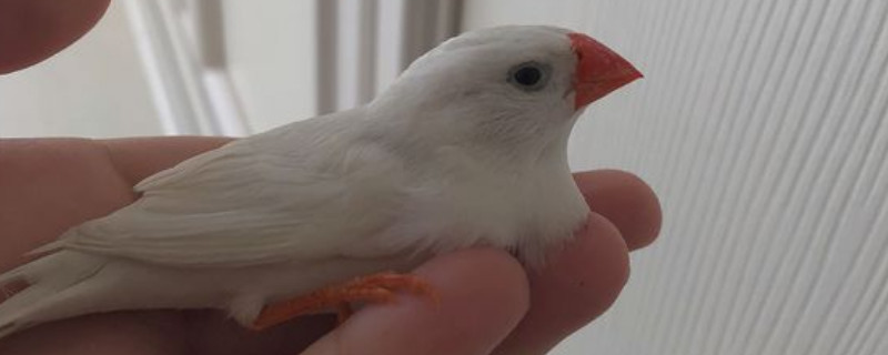 珍珠鳥水浴方法