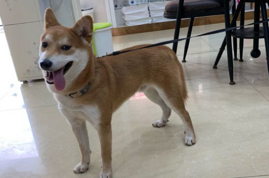 柴犬為什么不喜歡被抱