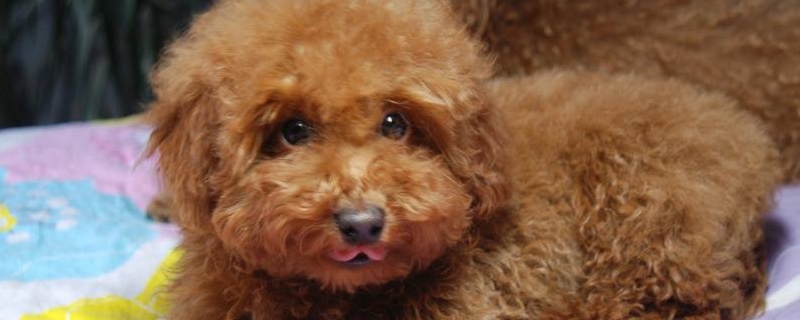 養(yǎng)泰迪犬對(duì)人的危害