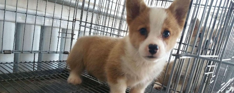 柯基犬的優(yōu)缺點(diǎn)
