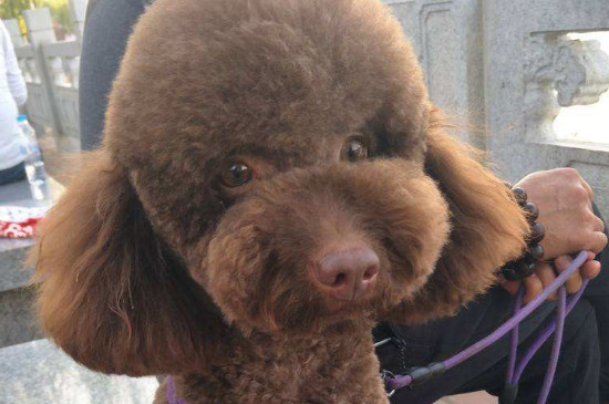 泰迪多大算成犬