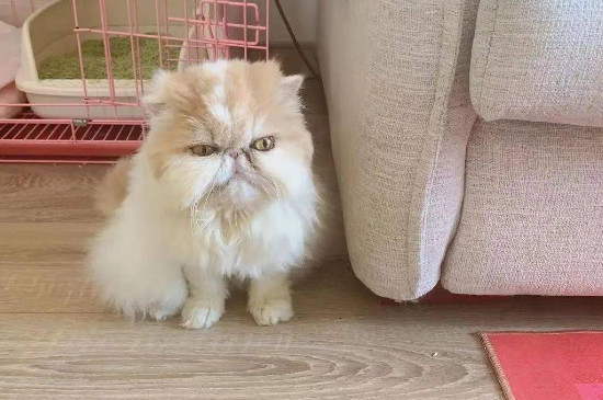 母貓一直叫個(gè)不停是怎么回事