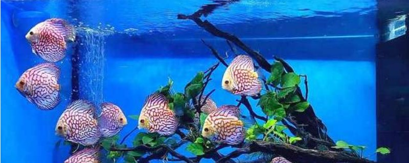 1米2的魚缸能養(yǎng)幾條七彩神仙