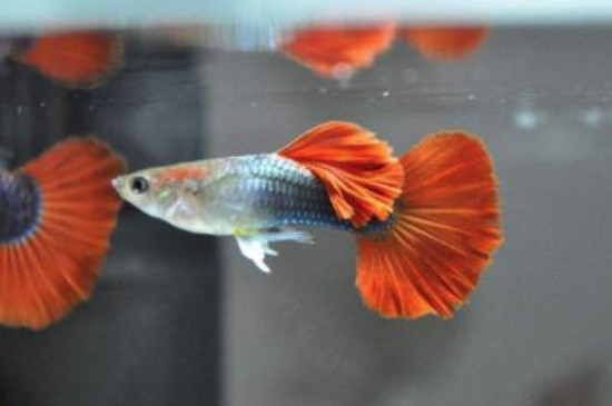 孔雀魚生小魚怎么養(yǎng)