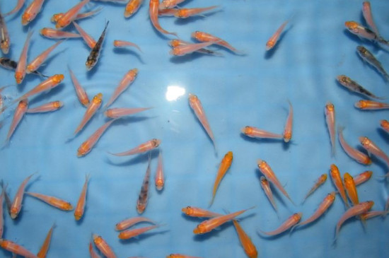 金魚的卵什么顏色的才能孵化，淡黃半透明才是受精卵