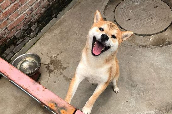 2000買柴犬靠譜嗎