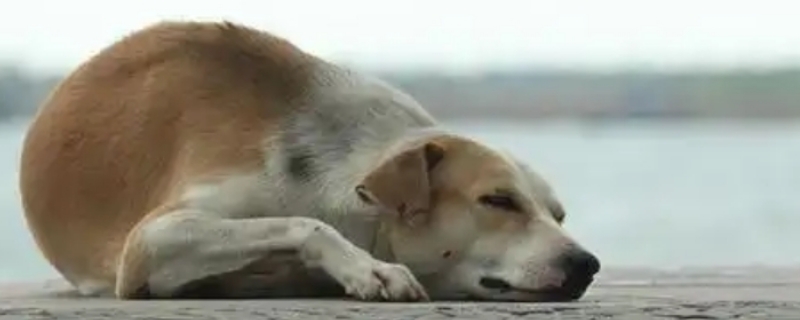 狗狗腿骨折了在家怎么治療