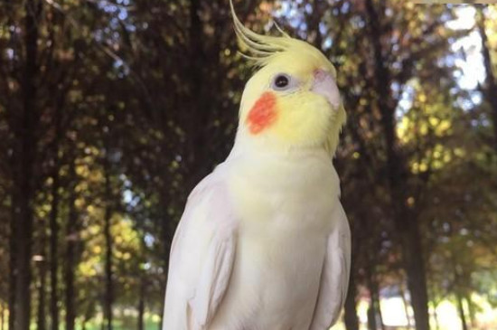 玄鳳鸚鵡多大開始喝水