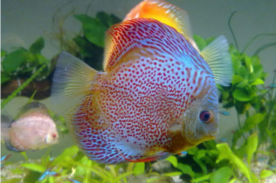七彩神仙魚怎么養(yǎng)出狀態(tài)