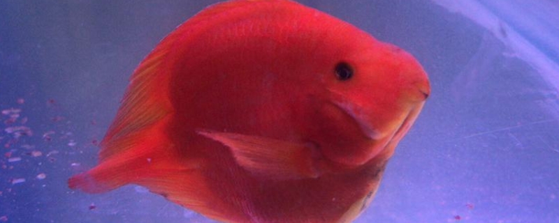 鸚鵡魚肚子鼓鼓的怎么回事