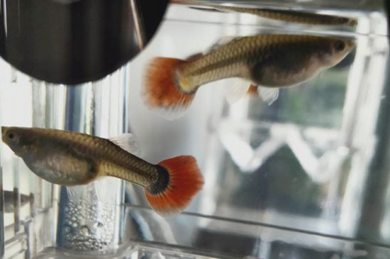 孔雀魚爆缸養(yǎng)法
