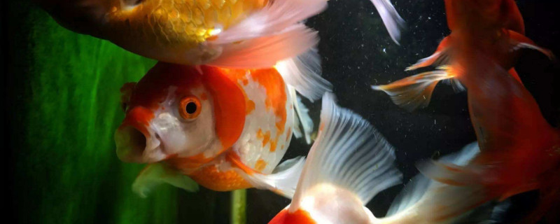 金魚喜歡吃什么食物