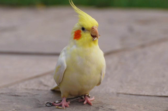 玄鳳鸚鵡感冒能自愈嗎
