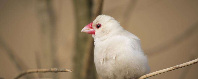 文鳥散養(yǎng)會(huì)不會(huì)飛走