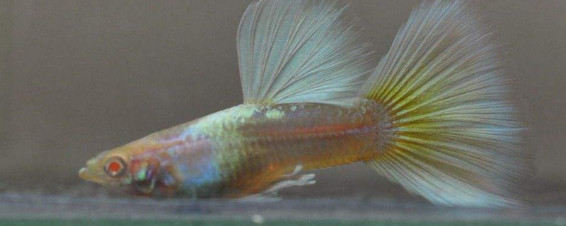 雜袍孔雀魚是什么意思