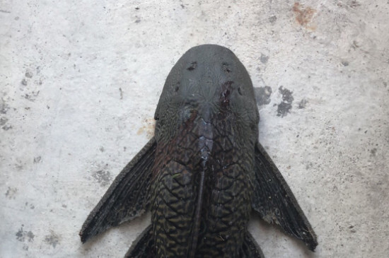 清道夫魚(yú)為什么曬不死
